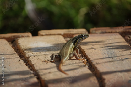 the African five lined skink (Trachylepis quinkuetaeniata)