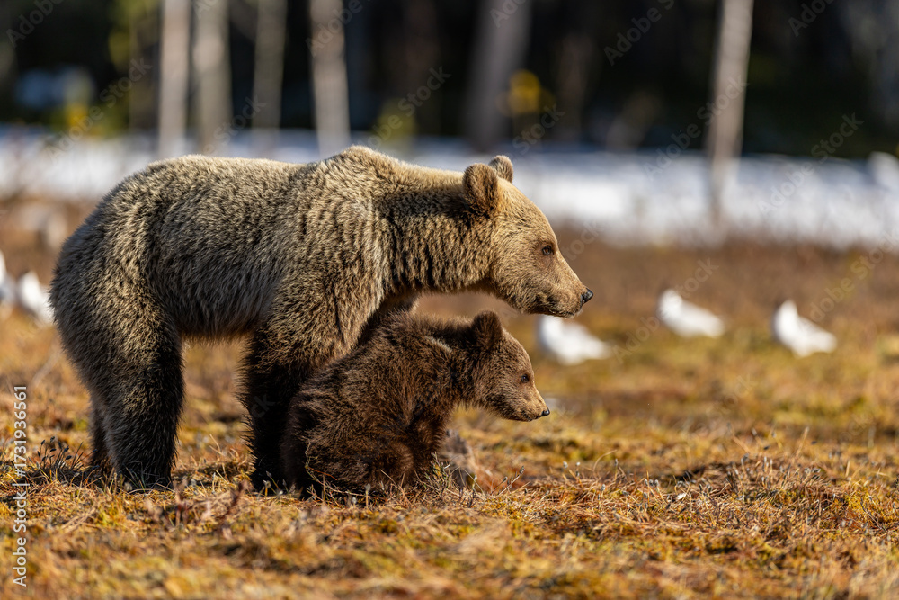 Fototapeta premium Brown bears in the Finnish taiga