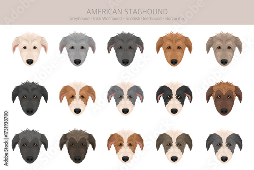 American Staghound clipart. Greyhound, Scottish Deerhound, Irish Wolfhound, Borzoi mix. Different coat colors set.  Vector illustration