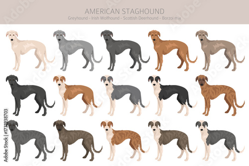 American Staghound clipart. Greyhound, Scottish Deerhound, Irish Wolfhound, Borzoi mix. Different coat colors set.  Vector illustration