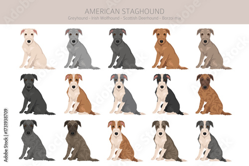 American Staghound clipart. Greyhound, Scottish Deerhound, Irish Wolfhound, Borzoi mix. Different coat colors set.  Vector illustration