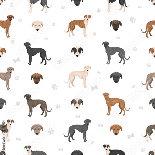 American Staghound clipart. Greyhound, Scottish Deerhound, Irish Wolfhound, Borzoi mix. Different coat colors set.  Vector illustration