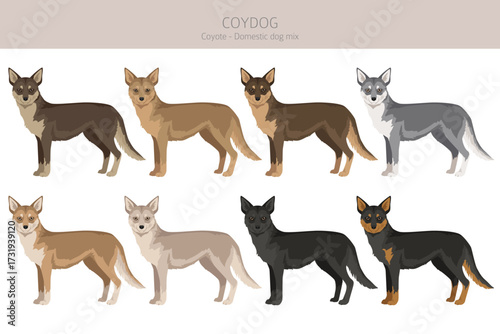Coydog clipart. Coyote - domestic dog mix. Different coat colors set.  Vector illustration