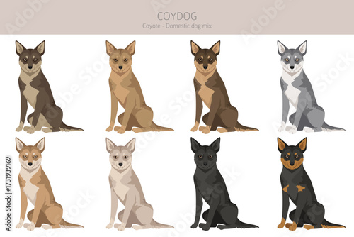 Coydog clipart. Coyote - domestic dog mix. Different coat colors set.  Vector illustration