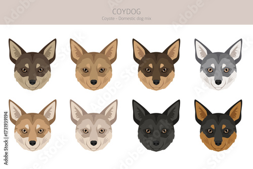 Coydog clipart. Coyote - domestic dog mix. Different coat colors set.  Vector illustration