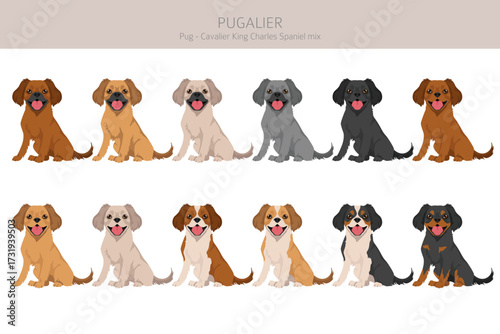 Pugalier, Cavapug clipart. Pug - Cavalier KIng charles Spaniel mix. Different coat colors set.  Vector illustration