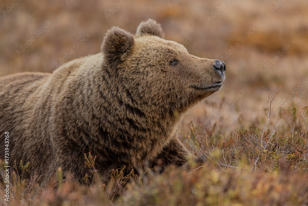 Fototapeta premium Brown bear in the Finnish taiga
