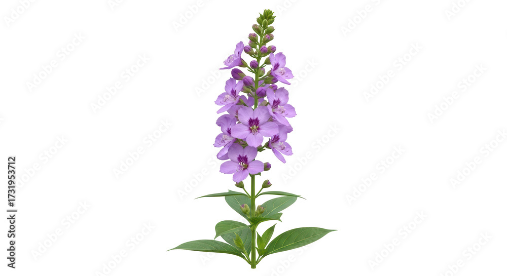 Obraz premium Isolated beardtongue flower, Penstemon strictus, in full bloom with leaves for a plant study