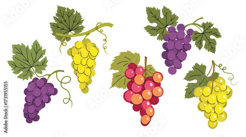 Simple colorful grapes with green leaves set. Flat modern minimalistic design collection. Best for Wine menu, farm markets etc. Vector illustrations isolated on white background.