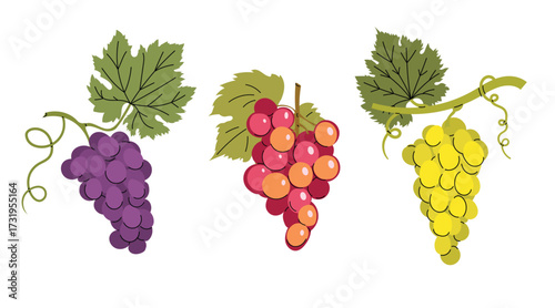 Simple colorful grapes with green leaves set. Flat modern minimalistic design collection. Best for Wine menu, farm markets etc. Vector illustrations isolated on white background.