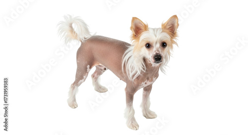 Tableau sur toile Isolated Chinese Crested dog, hairless breed, tan skin and white fur, curious an
