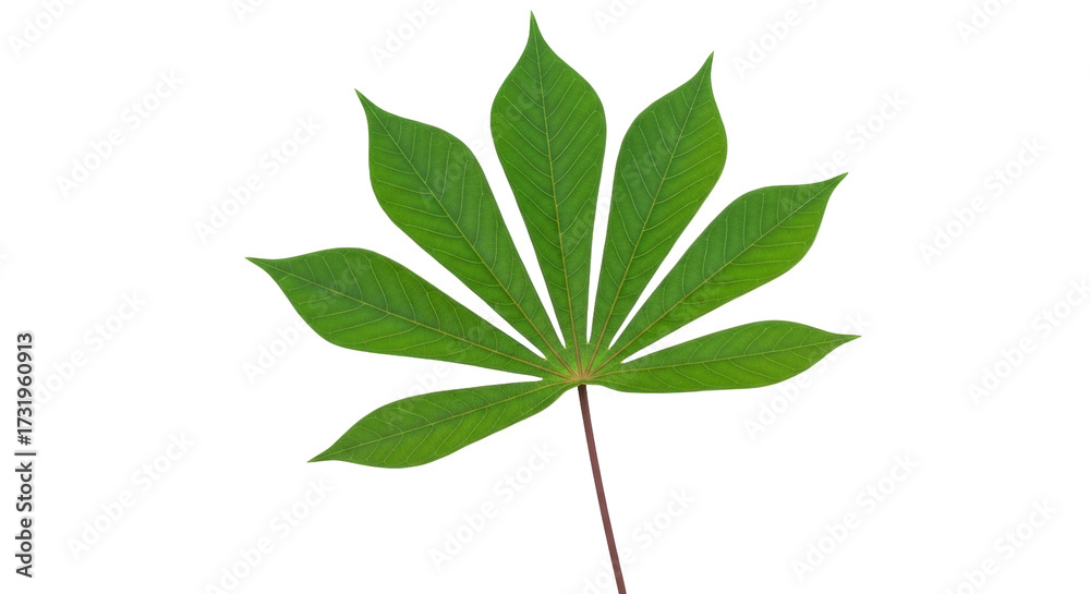 Fototapeta premium Isolated Cassava Leaf on Plain Backdrop, Tropical Manioc Plant, Palmate Leaf Veins, Green Foliage