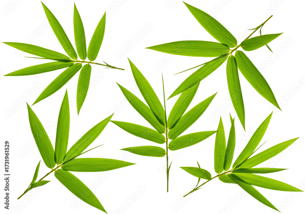 Fototapeta premium Bamboo leaves collection with transparent background green asian plant foliage