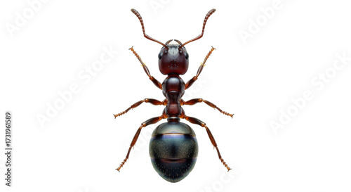 Isolated closeup of a carpenter ant, its dark exoskeleton and segmented body are highlighted