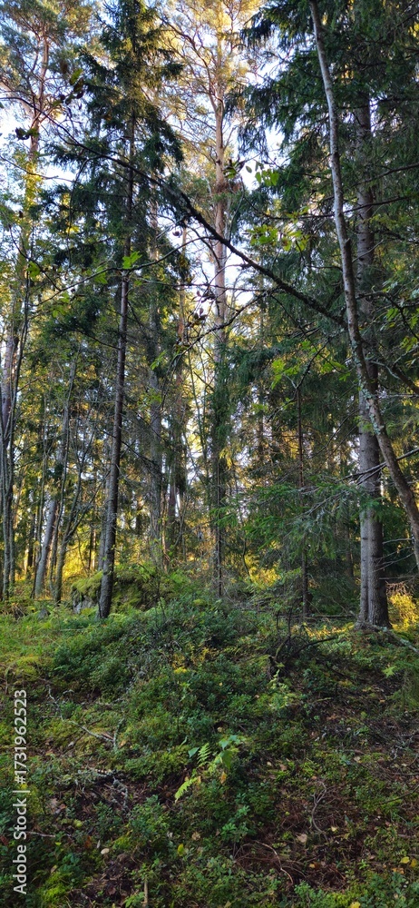 Fototapeta premium tree, forest, nature, bark, wood, green, trunk, plant, birch, moss, trees, park, outdoors, pine, leaf, spring, woods, brown, old, summer, autumn, lichen, grass, environment, landscape,boat, sea, water