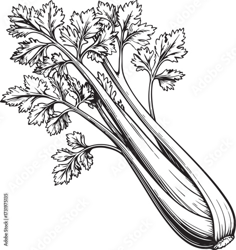 Celery Hand-drawn Sketch Drawing Vector Illustration, Line Linear Symbol Engraving Coloring Book, Black and White Isolated