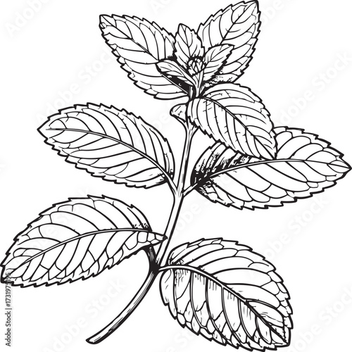 Mint Leaves Leaf Hand-drawn Sketch Drawing Vector Illustration, Line Linear Symbol Engraving Coloring Book, Black and White Isolated