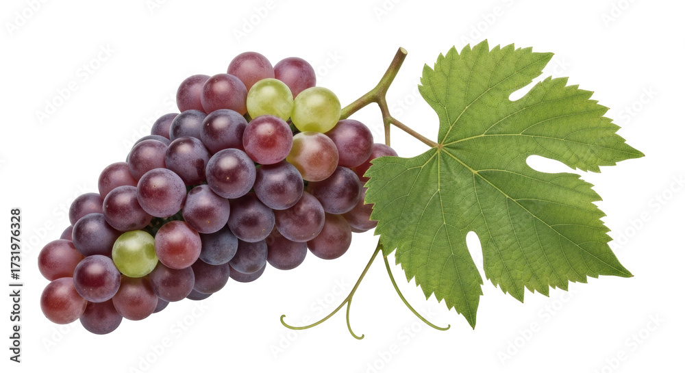 Fototapeta premium Isolated bunch of red globe grapes with one grape leaf, healthy snack or ingredient