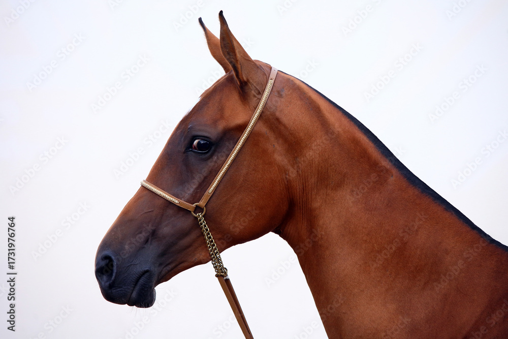 Fototapeta premium Akhal-teke horse portrait against light wall background