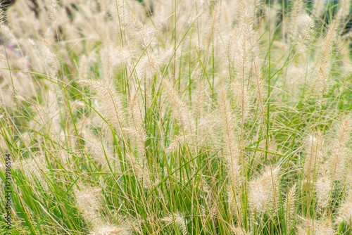 Пеннисетум лисохвостный (Pennisetum alopecuroides)