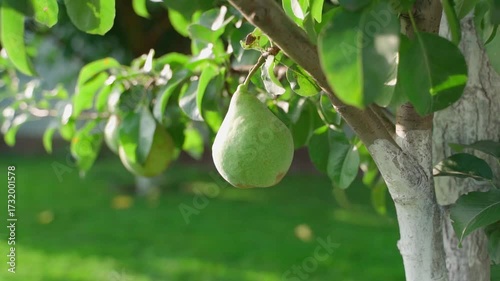 Smooth camera movement around pears hanging on a tree, close-up on a blurred background
