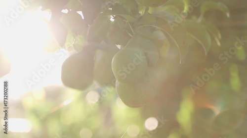 Smooth camera movement around pears hanging on a tree, close-up on a blurred background