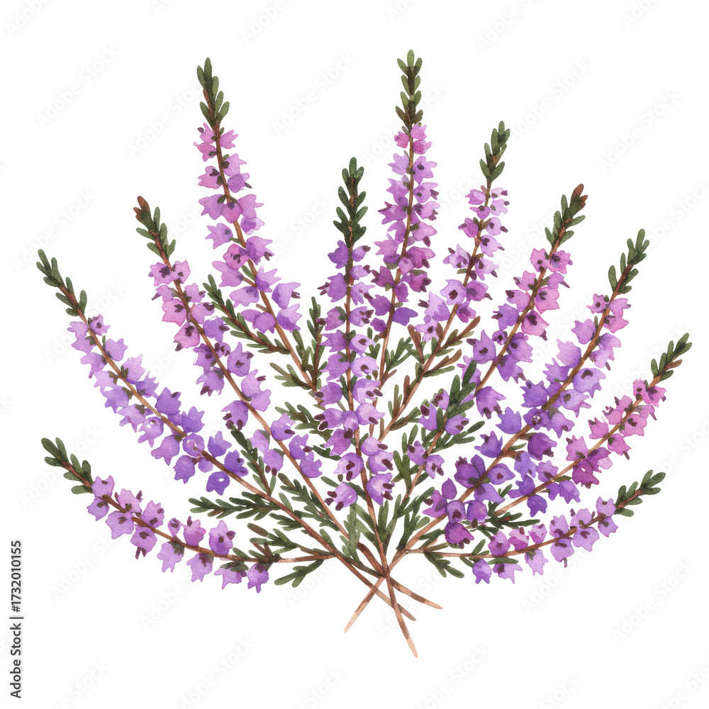 Naklejka premium Watercolor painting of a heather bouquet with delicate purple blooms and green foliage isolated on white background