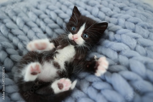 Little kitten