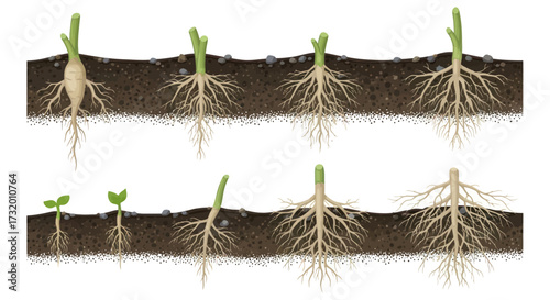 Seedling Growth Stages Showing Root Development in Soil.