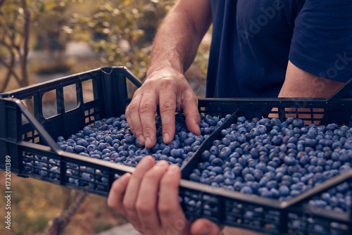 Farmer picking fresh blueberries on a farm.