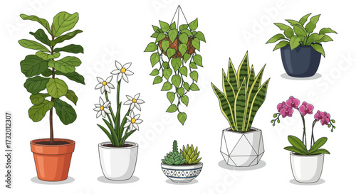 Collection of Potted Houseplants: Fiddle Leaf Fig Ivy Snake Plant Orchid and More.