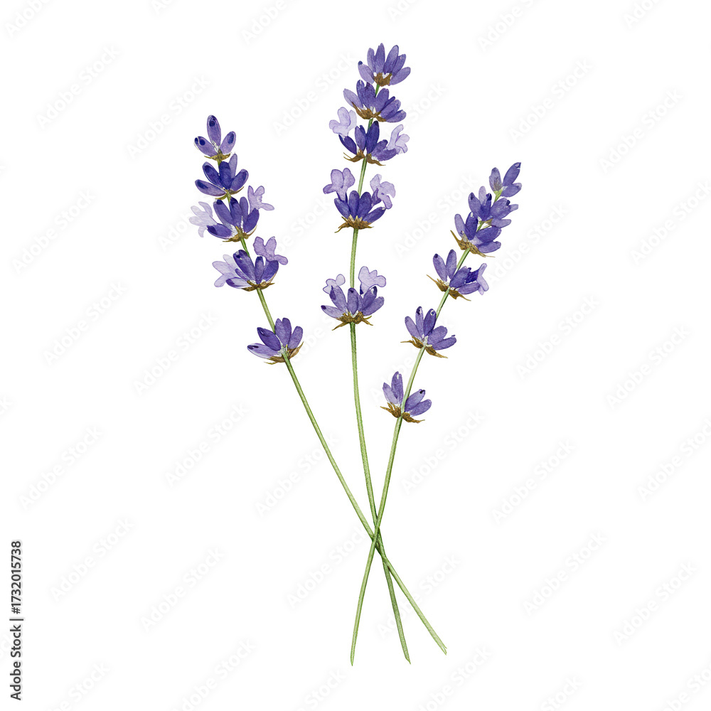 Fototapeta premium Watercolor painting of three lavender sprigs isolated on white background