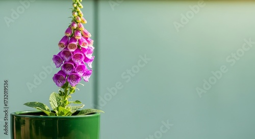 A foxglove plant with purple flowers in a green pot against a pale blue wall