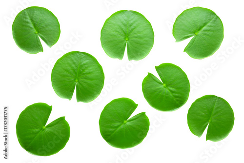 Collection of green lily pads isolated on transparent background