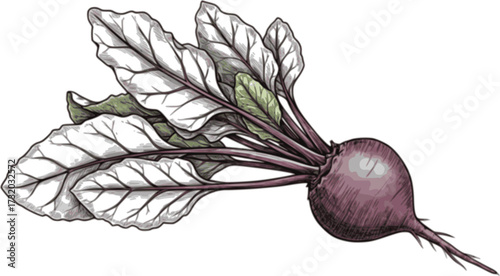 vector whole beet root with leaves
