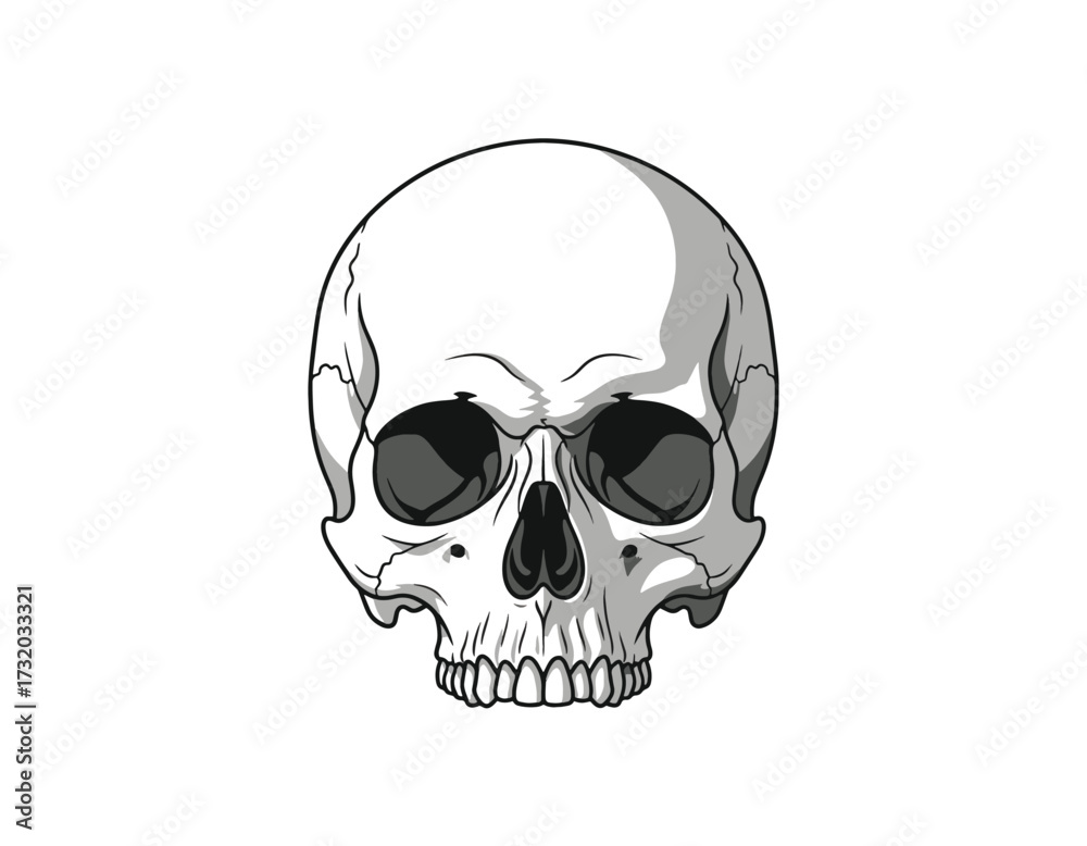Obraz premium Detailed Illustration of a Human Skull on a White Background, Perfect for Halloween Designs, Medical Concepts, or Gothic Themes