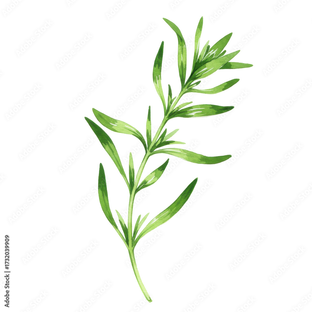 Fototapeta premium Watercolor illustration of a fresh green tarragon sprig with elongated leaves isolated on white background