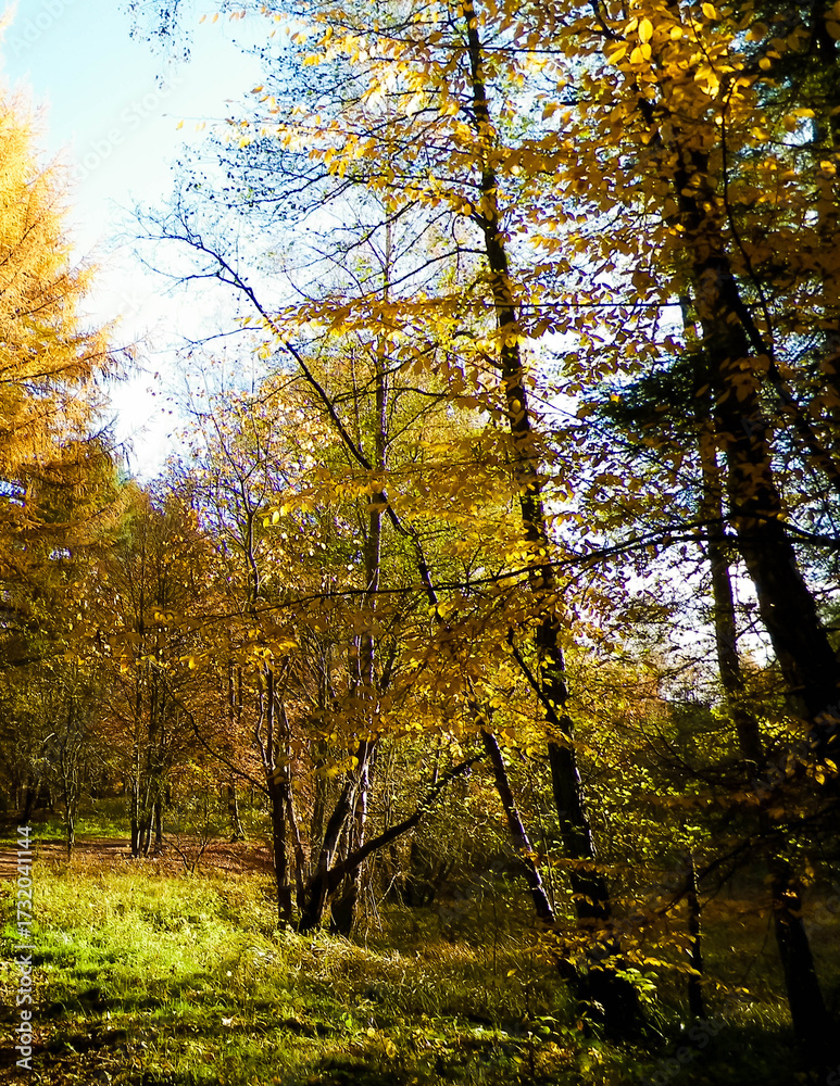Fototapeta premium Autumnal forest landscape.