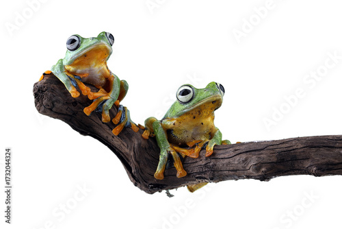 Foto Gliding frog (Rhacophorus reinwardtii) sitting on branch, Javan tree frog on bra