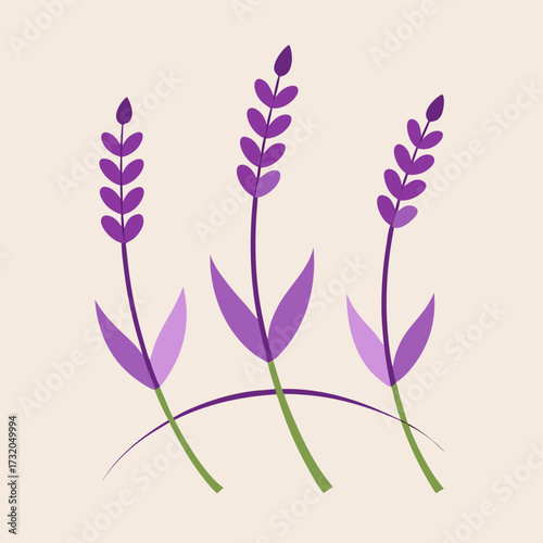 Purple lavender sprigs on a cream background Keywords: lavender, flowers, purple, floral