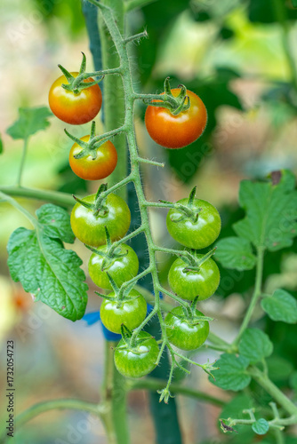 菜園のミニトマト