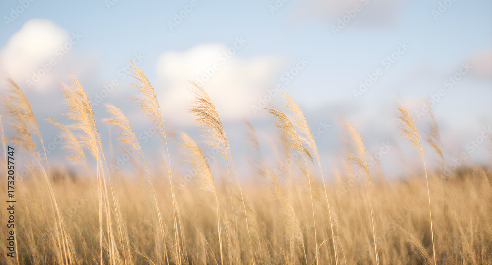Obraz premium Golden Grass Landscape