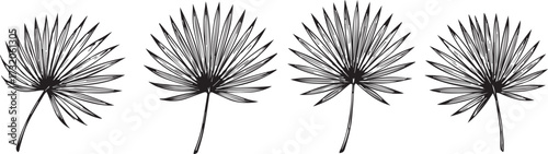 Fan palm leaf hand draw vintage engraving clip art isolated