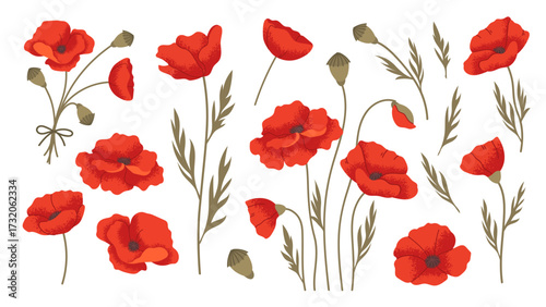 Red poppy flowers. Set of flat poppies on white background. Vector botanical elements
