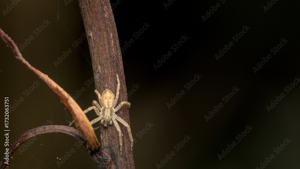 Fototapeta premium Close-up macro shot of a pale spider camouflaged on a dry, textured branch, isolated against a dark, blurred background, highlighting intricate arachnid details in its natural habitat.
