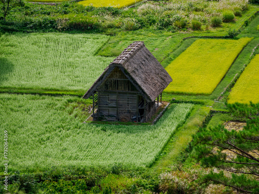 Obraz premium 白川郷 緑の田んぼに囲まれた伝統的な茅葺き屋根の家