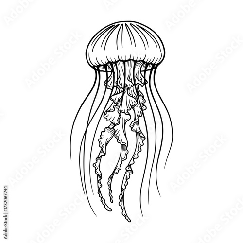 Jellyfish vector illustration in detailed vintage style with long tentacles floating gracefully symbolizing sea life marine creature and ocean nature design