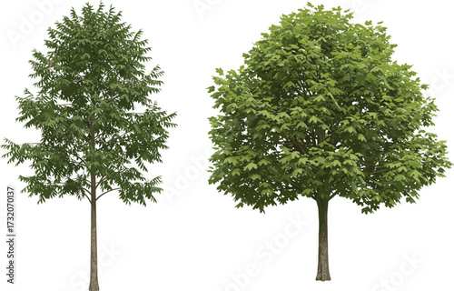 Beautiful deciduous trees illustration, lush green foliage artwork, natural leafy tree design, botanical outdoor element, forest vegetation, summer woodland nature landscape