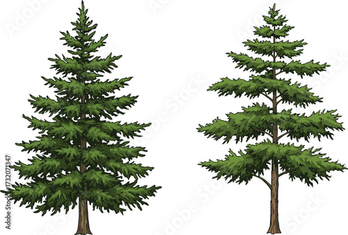Beautiful evergreen pine trees illustration, detailed conifer forest artwork, natural fir spruce tree design, green woodland vegetation, outdoor botanical nature element