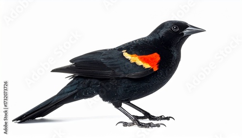 Red-winged Blackbird on White Background